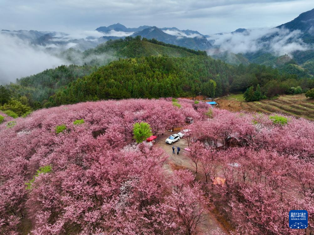 櫻花綻放激活“春日經(jīng)濟”