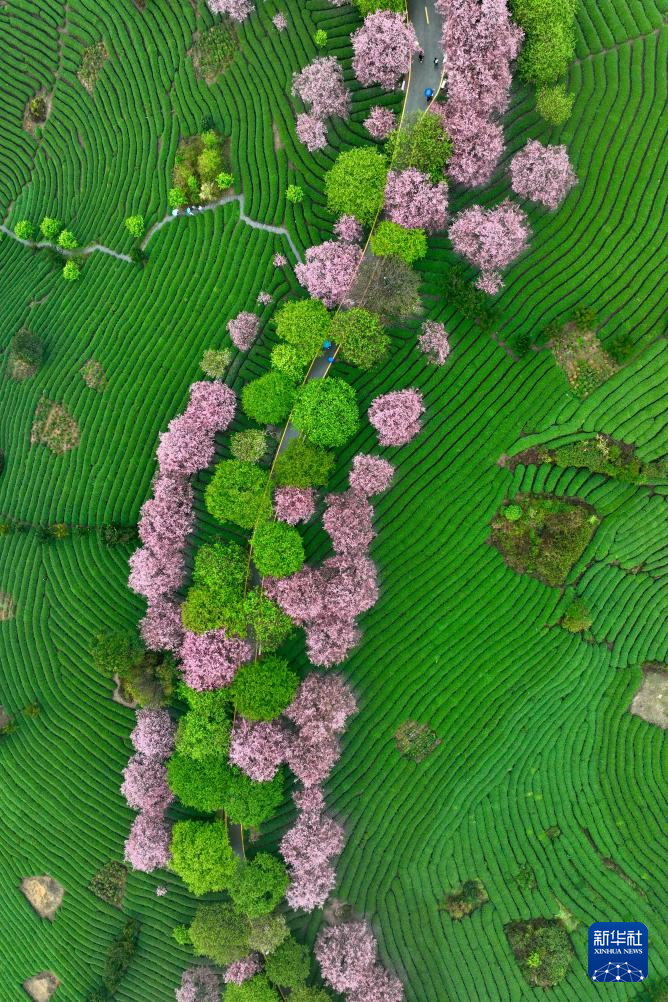 櫻花綻放激活“春日經(jīng)濟”