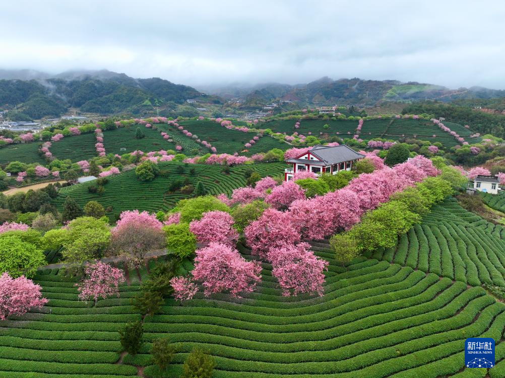 櫻花綻放激活“春日經(jīng)濟”