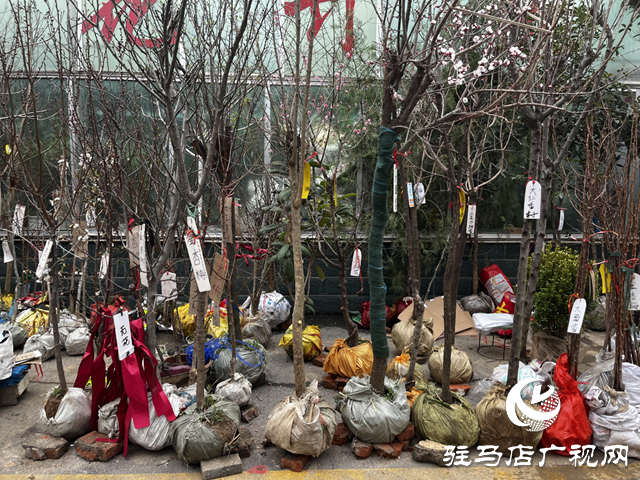 春染天中綠意濃 苗木市場購銷旺