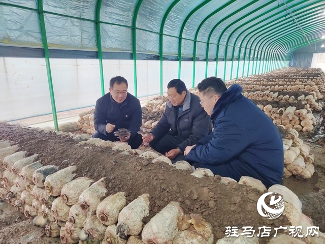 新蔡縣石家湖村：小菌菇撐起鄉(xiāng)村振興“致富傘”