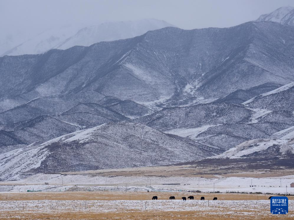 青海祁連：春雪潤(rùn)高原