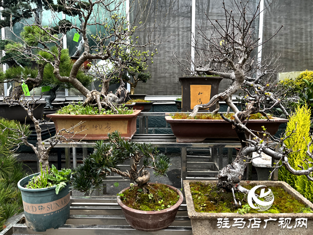 楊亞東：把平凡做成專業(yè) 盆景人生別有洞天