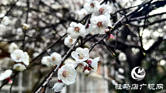 杏花盛放！駐馬店春日限定美景上線