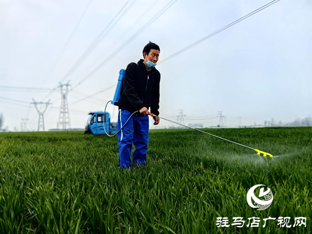 驛城區(qū)水屯鎮(zhèn)：搶抓農(nóng)時(shí)春管忙 小麥“喝”上返青水