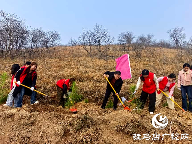 確山縣財(cái)政局：為生態(tài)建設(shè)添新綠