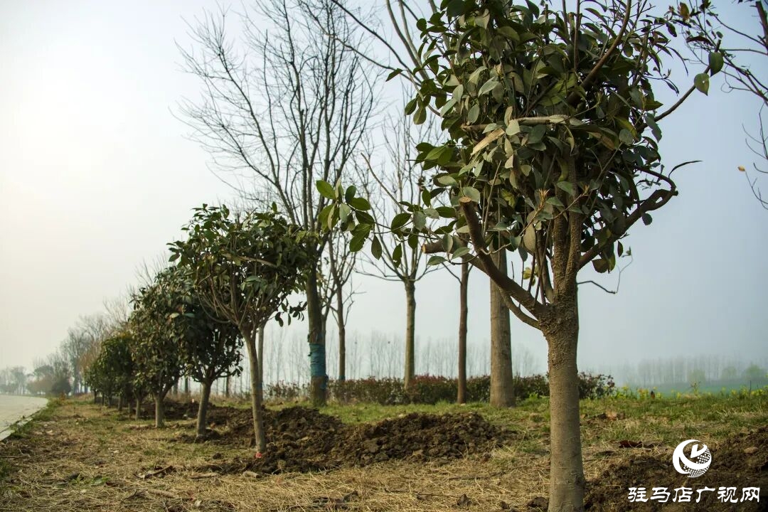 正陽縣清源街道：志愿紅輝映高速路?全員攜手植新綠