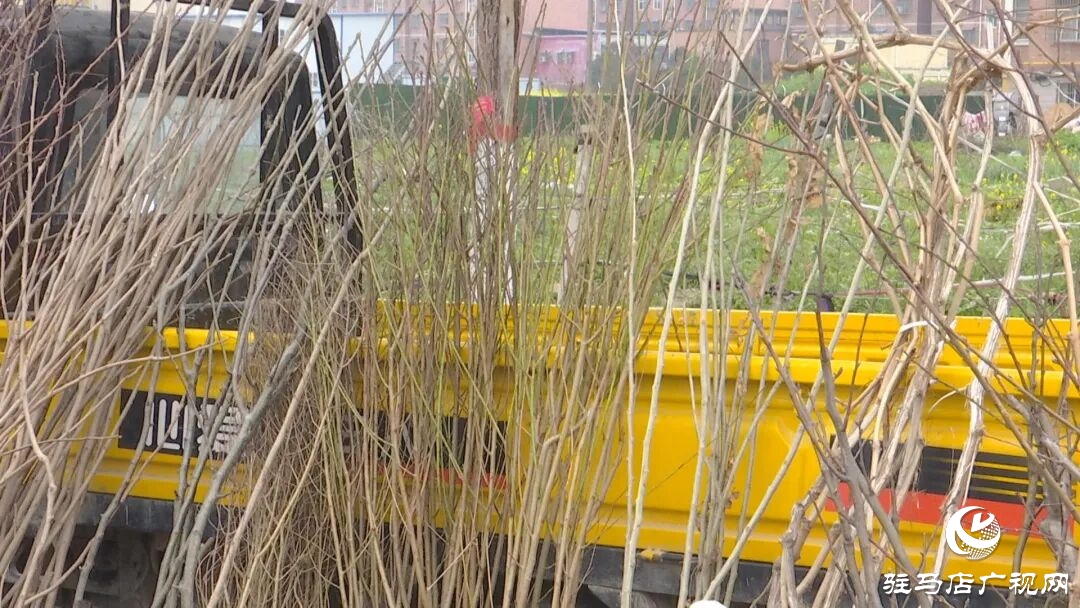 正陽縣苗木市場(chǎng)迎來購銷熱潮