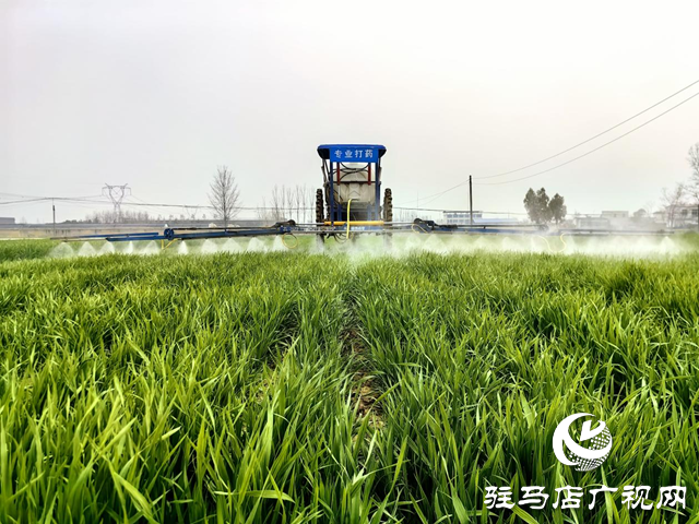 驛城區(qū)水屯鎮(zhèn)：搶抓農(nóng)時(shí)春管忙 小麥“喝”上返青水