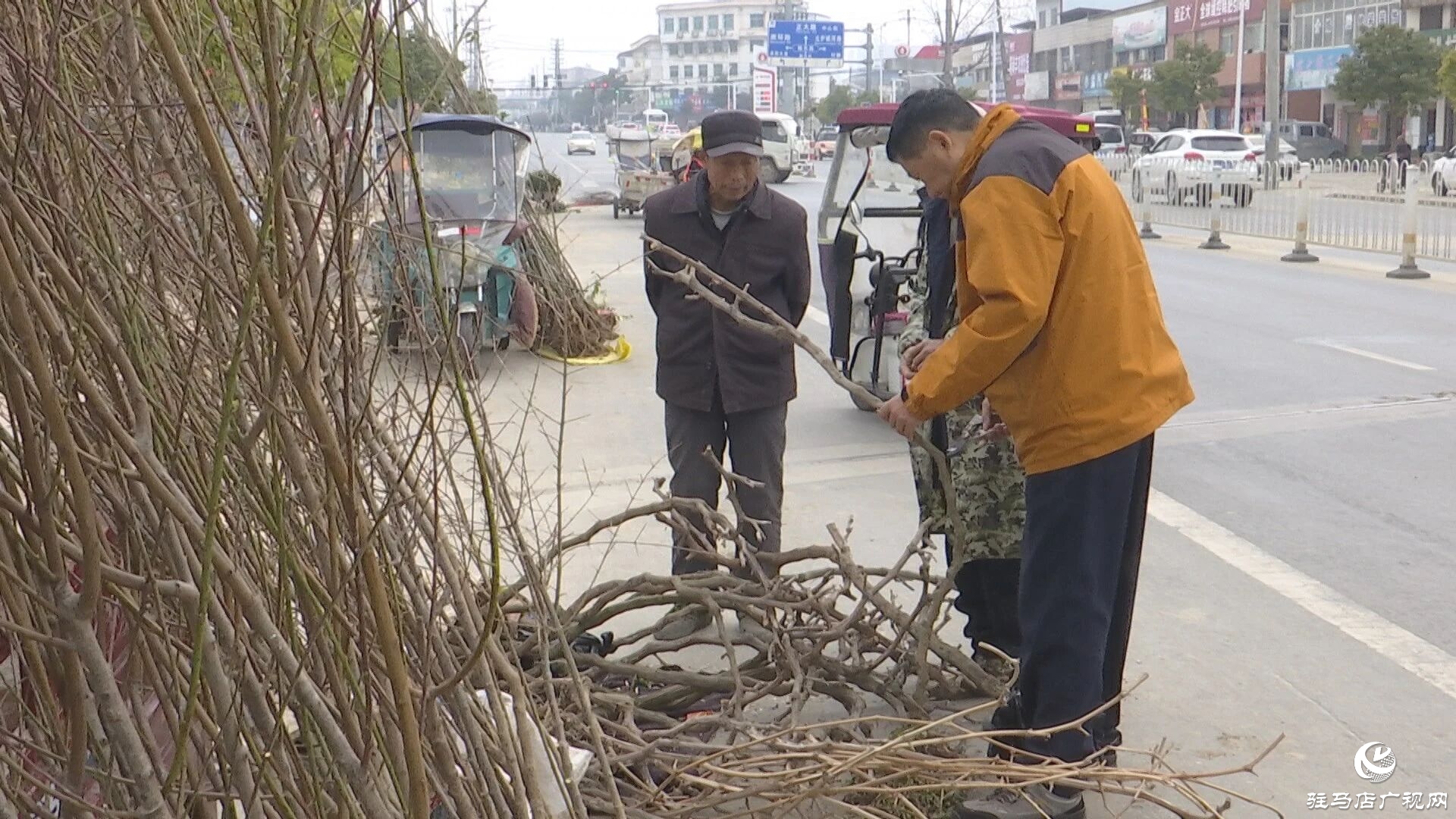正陽縣苗木市場(chǎng)迎來購銷熱潮