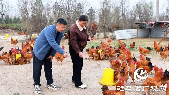 【第一書記話振興】鄭?。鹤屚撂禺a(chǎn)“觸電” 讓村集體“增厚”