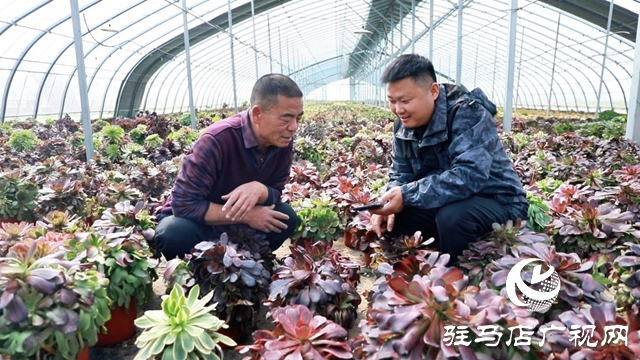 【第一書記話振興】鄭?。鹤屚撂禺a(chǎn)“觸電” 讓村集體“增厚”