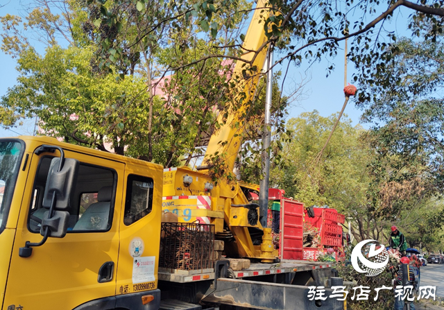  西平縣園林綠化中心春季補(bǔ)植活動啟動