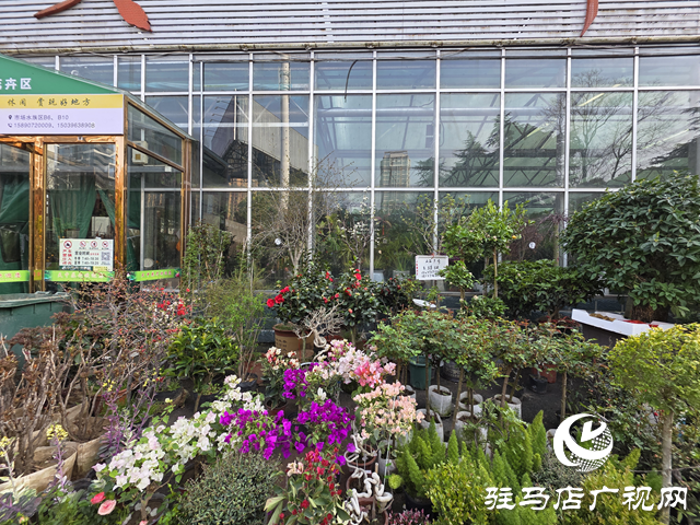 春植正當(dāng)時(shí) 駐馬店市花卉市場(chǎng)迎來(lái)購(gòu)銷(xiāo)高峰
