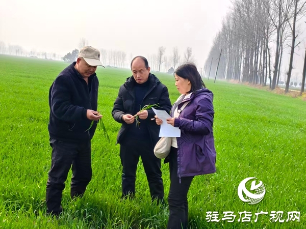 平輿縣農(nóng)業(yè)農(nóng)村局開(kāi)展高素質(zhì)農(nóng)民跟蹤服務(wù)助力春耕生產(chǎn)提質(zhì)增效