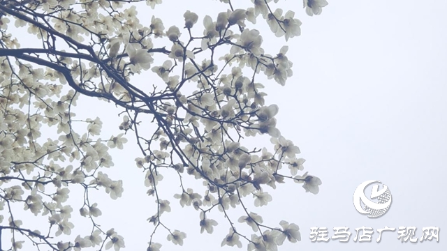 駐馬店：春雨潤枝椏 玉蘭滿城芳